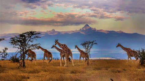 Amazing Things To Do In Kenya A Kenya Travel Guide Tembowild