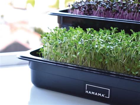 Hamama Microgreens Kit Is Your Fail Proof Indoor Victory Garden