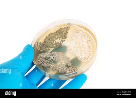 Fungi Penicillium On Agar Plate Stock Photo Alamy
