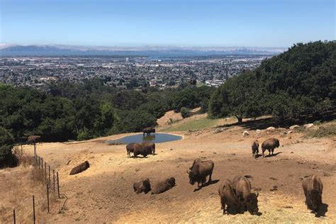 Wildlife Adventure At The Oakland Zoo Marin Mommies