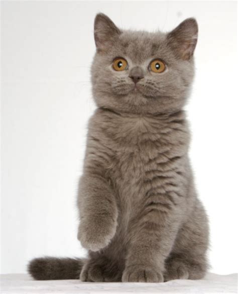 Light Grey British Shorthair Kitten Posting For Cat Wallpaper Picturespng