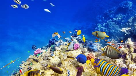 Hd Wallpaper Underwater World Coral Bright Reefs Fishs Tropical
