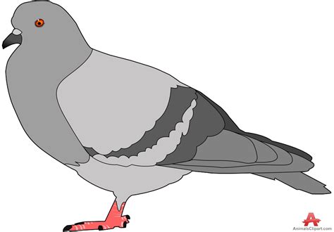Pigeon Clip Art Images Illustrations Photos