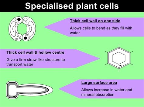 Specialised Plant Cell Examples Cell Specialization Mechanisms