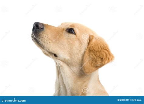 Dog Stock Image Image Of Adorable Breed Looking Furry 2866019