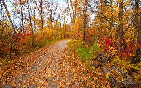 Autumn Park Forest Trees Yellow Leaves Path Wallpaper Nature And
