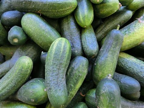 10 bonnes raisons daimer les concombres