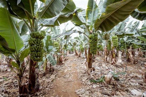 Optimizing Banana Orchard Management A Month By Month Maintenance