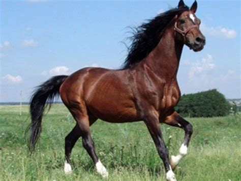 ukrainian saddle horse horses rare horse breeds horse breeds