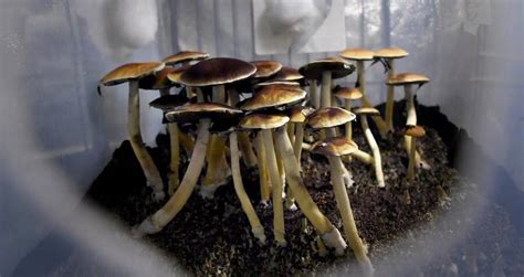 Oregon Becomes First State In The Us To Legalize Magic Mushrooms