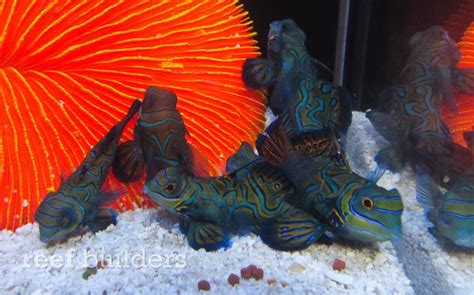 Captive Bred Mandarin Gobies Now Available From Indonesia Reef
