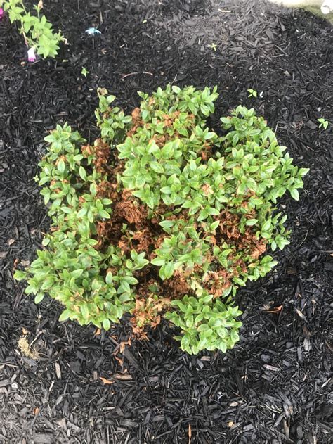 My name is azalea ☺️ i always love seeing azaleas they are are so pretty. Ask a Question forum: Azalea red red bush is dying ...