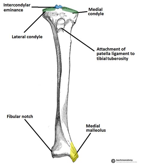 Tibia Anatomy And Attachments Bone And Spine Images And Photos Finder