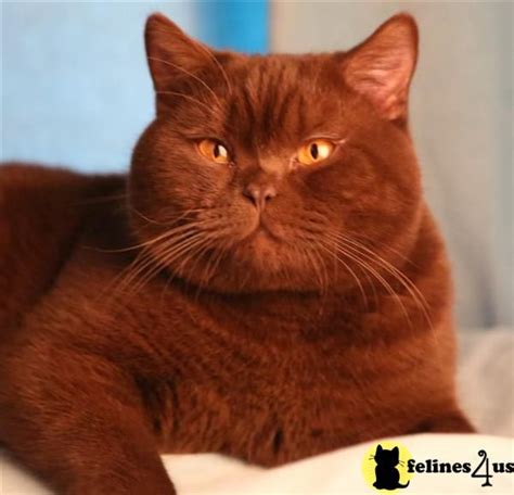British Short Hair Cinnamon With Images Gorgeous Cats Beautiful