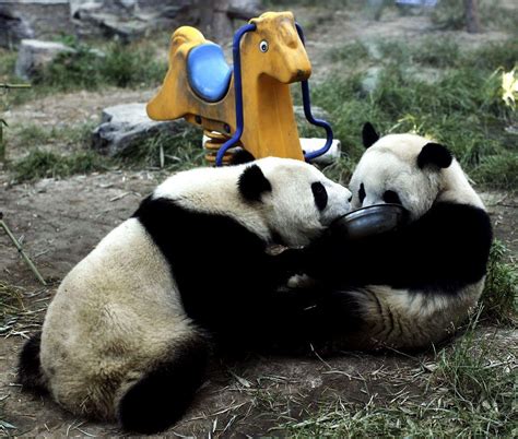 Giant Pandas In Beijing Zoo Arabianbusiness