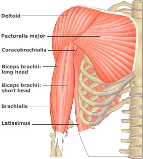 It is named after the greek letter delta, which is shaped like the muscles of the upper arm are responsible for the flexion and extension of the forearm at the elbow joint. Muscles That Act On The Arm | Arm Muscles | Upper Limb ...