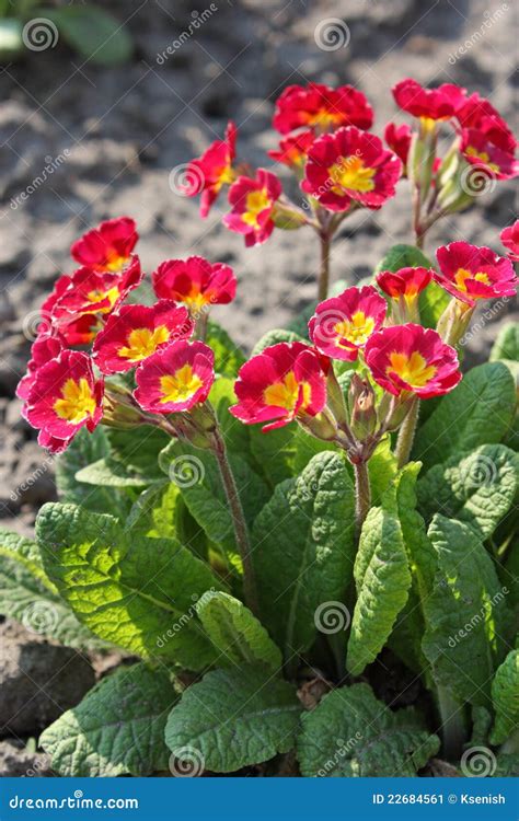 Red Primrose Flower Stock Image Image Of Spring Park 22684561