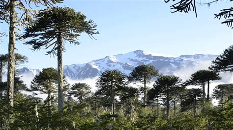 Araucaria Monkey Puzzle Trees Conguillio Chile Youtube