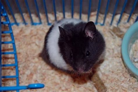 How To Take Care Of Panda Hamster As A Pet Facts And Pictures
