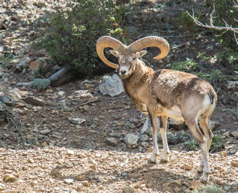 Cyprus Mouflon Ovis Orientalis Ophion First One Ive Se Flickr