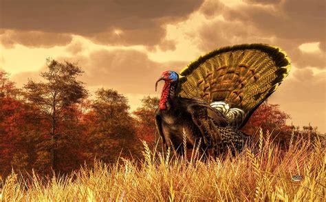 Turkey Digital Art By Daniel Eskridge