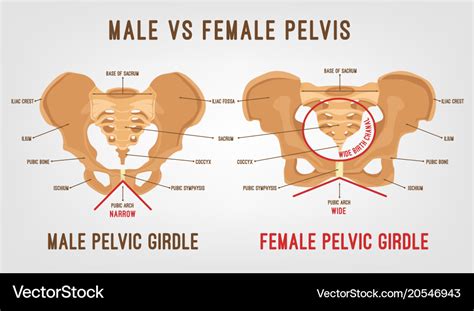 Pelvic Bones Pelvis Male Pelvis Woman Structure Of The Pelvis My XXX