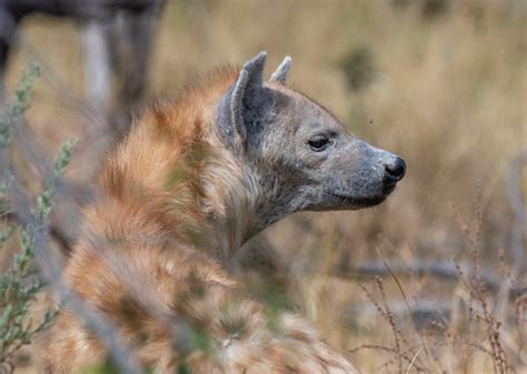 Spotted Hyena Okavango Delta Botswana John A Henderson Flickr