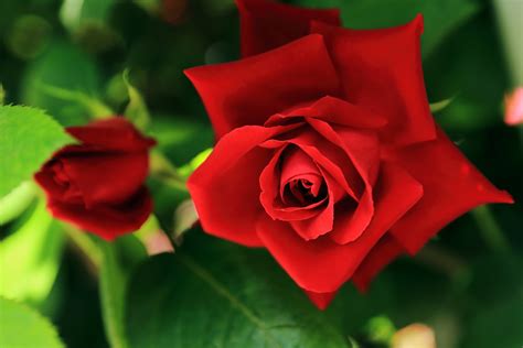 Zdjęcie Piękne Róże