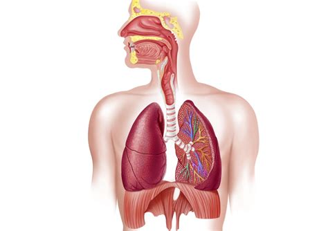 1) gastroesophageal reflux disease (gerd) 2. Respiratory System: How We Breathe