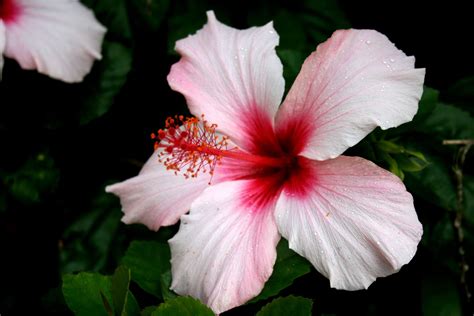 Pink Hibiscus