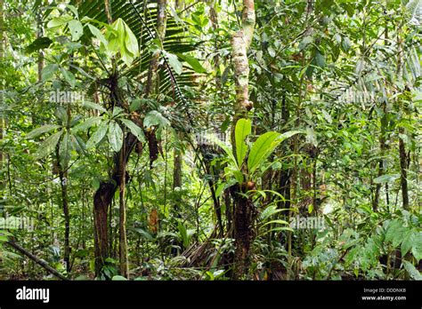 Epiphytes In Primary Tropical Rainforest In Ecuador Stock Photo Alamy