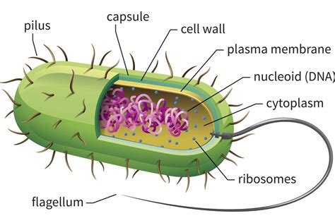 Reino Bacteria Características Anatomía Y Fisiología