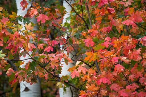 Fall Begins Utah Nature Photography Clint Losee Photography