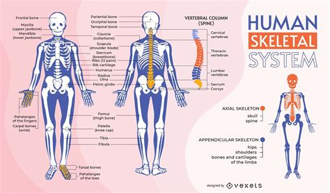 Infographic Human Body Skeletal System Nursing Studen