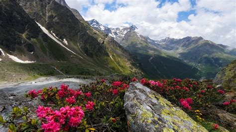 Nature Landscape Hill Trees Clouds Mountain Snow Rock Flowers