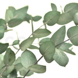 Eukalyptus zählt zur artenreichen familie der myrtengewäche. Stabilisierte Eukalyptus - SecondFlor