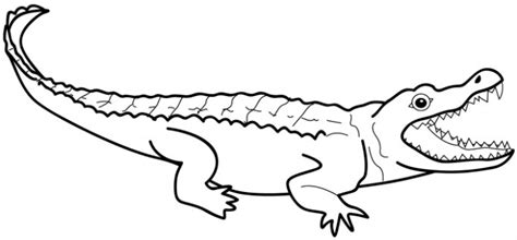 Coloring pages of baby crocodile coloring home. Crocodile clipart crocodile outline, Crocodile crocodile ...