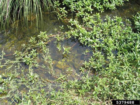 Alligatorweed Alternanthera Philoxeroides Caryophyllales