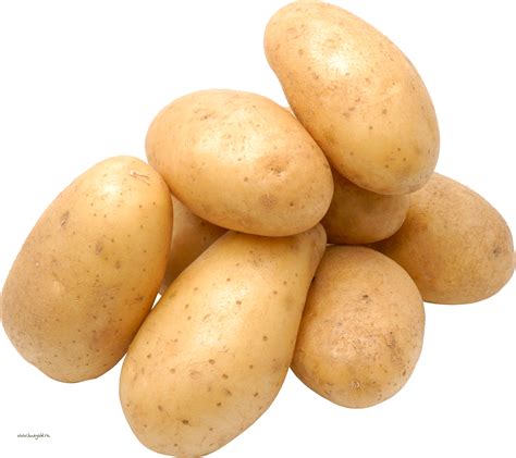 Potato Hd Png Transparent Background Free Download 38702 Freeiconspng