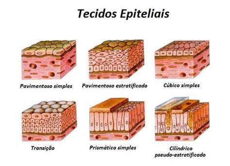O Tecido Epitelial Um Dos Principais Grupos De Tecidos Celulares