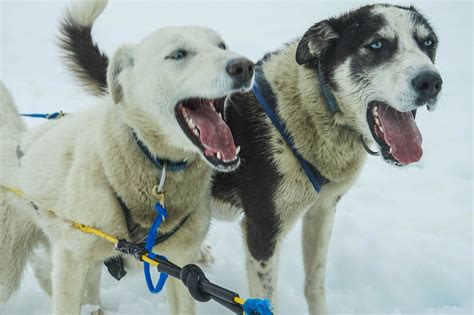 The Sled Dog Industry Controversy Dog International