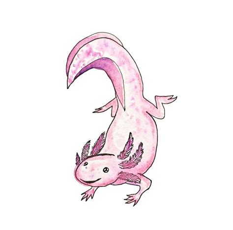 Pin On Axolotl Drawing