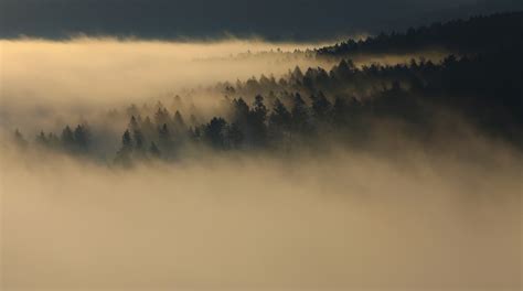 Dense Mist Descending On An Evergreen Forest Dense Fog In The Woods 4k