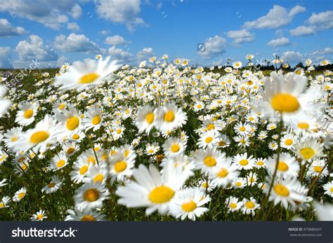 White Field Of Daisies On A Windy Day In Summer Blue Sky White Clouds