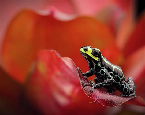 Poison Dart Frog On Red Bromelia Photograph By Dirk Ercken Pixels Merch