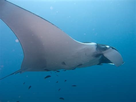 Discover The Worlds Largest Manta Ray Ever Recorded A Z Animals