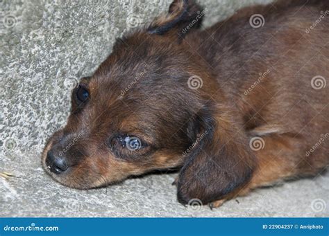 Abandoned Little Puppy Stock Image Image Of Tired Hungry 22904237