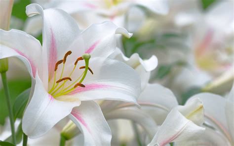 Wallpaper Flower Lily Galeri Bunga Hd
