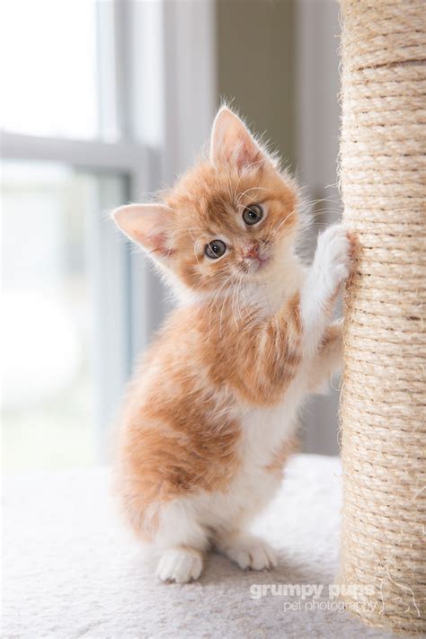 White and orange munchkin kitten female munchkin kitten. 8-week-old orange, medium-haired kitten, hand-raised by a ...