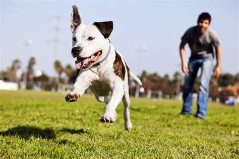 2023s Best Dog Park Cities Lawnstarter Ranking